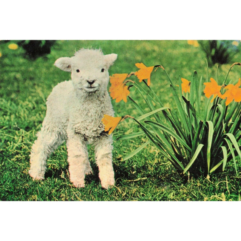Vintage 1971 New Zealand Postcard Newborn Lamb Daffodils Rotorua D106 Postmarked - Picture 1 of 2